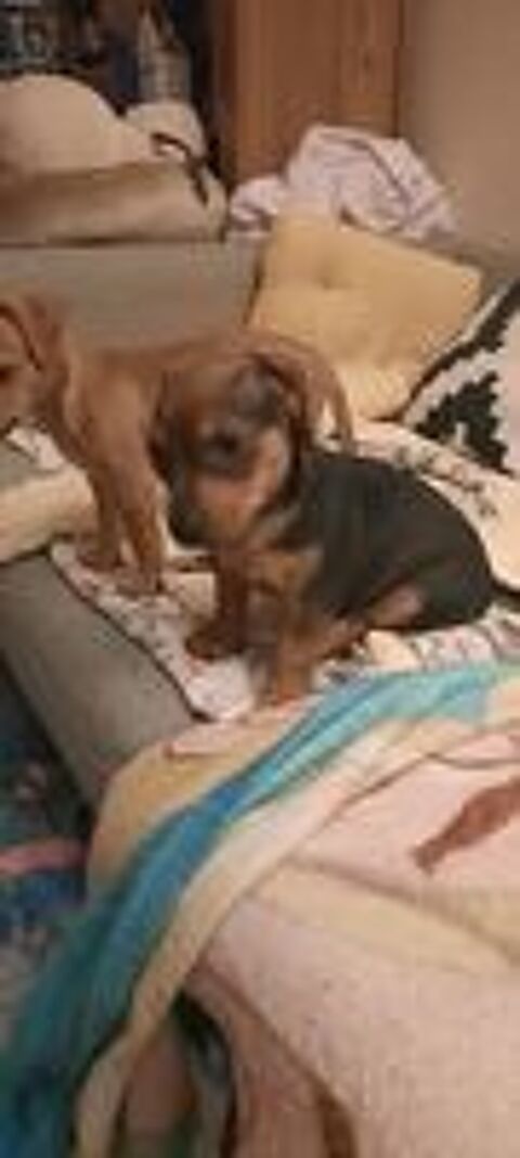   Chiot pinscher mâle  