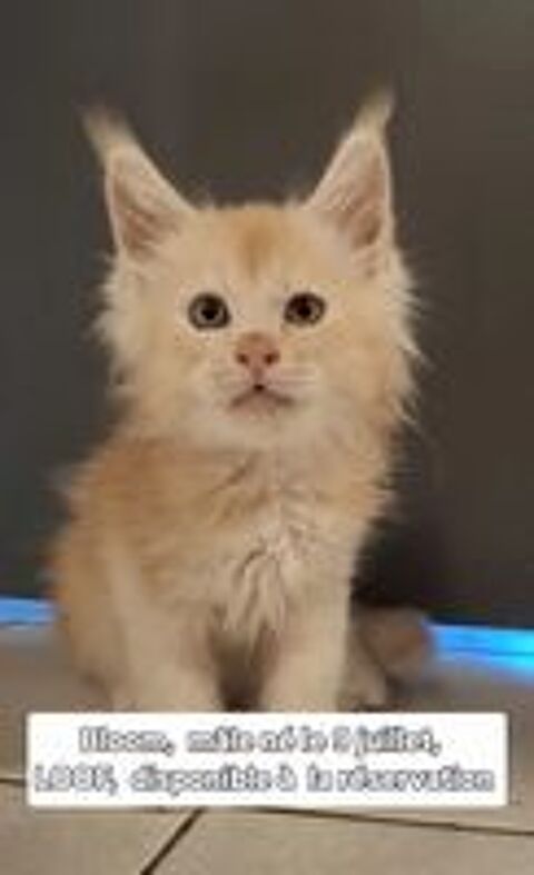   Chatons mâles Maine coon LOOF  