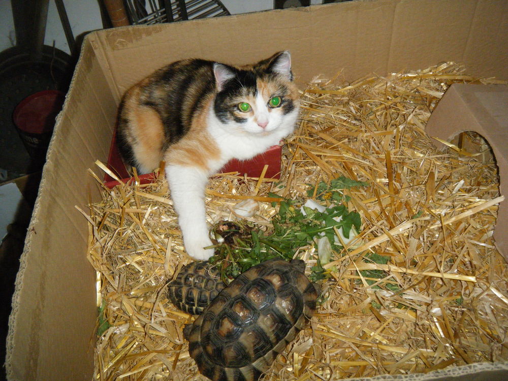   recherche mes tortues terrestres  