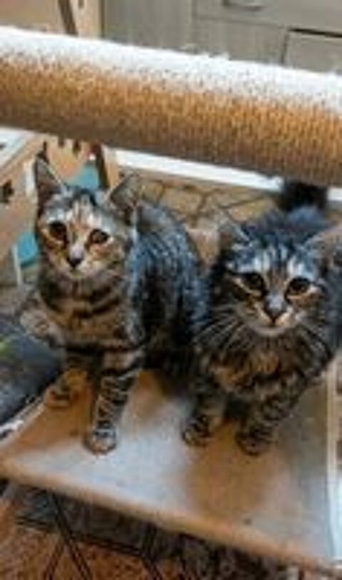   Mirabelle et Funny chatonnes cherchent famille 