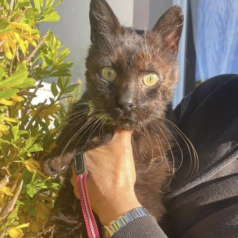 OSCAR 50 26100 Romans-sur-is�re