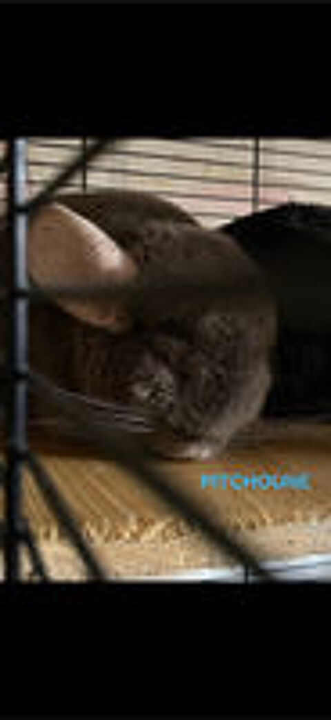   Don Chinchillas 