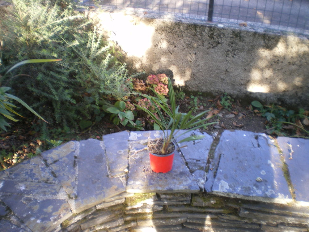 palmier d'ornement Jardin