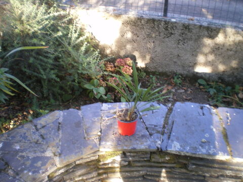 palmier d'ornement 3 Laloubre (65)