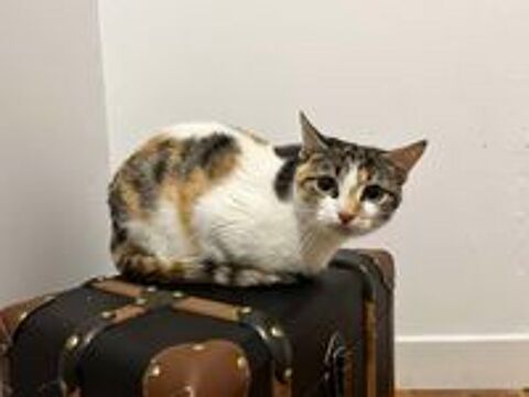   Kiara, Chatte tricolore 2 ans  