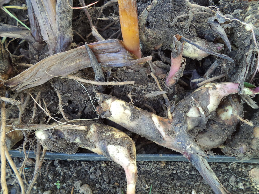 Bulbes de Cannas rouge beau feuillage Jardin