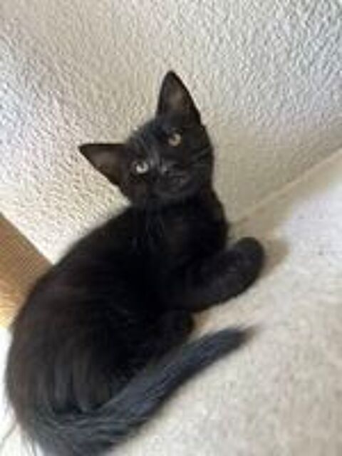   Chaton  
