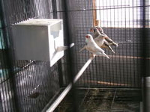   oiseaux 