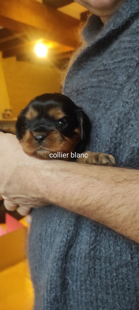 chiot lof Cavalier King Charles 1000 53350 Fontaine-couverte