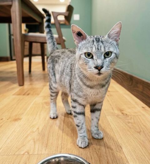 Milou adorable chat abandonn&eacute; cherche famille serieuse 140 11000 Carcassonne