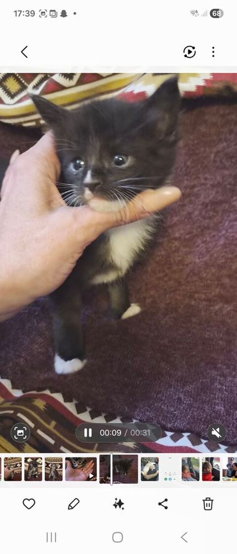 A RESERVER POUR D&eacute;but JUIN Chaton Maine Coon Black Solide
1000 77300 Fontainebleau