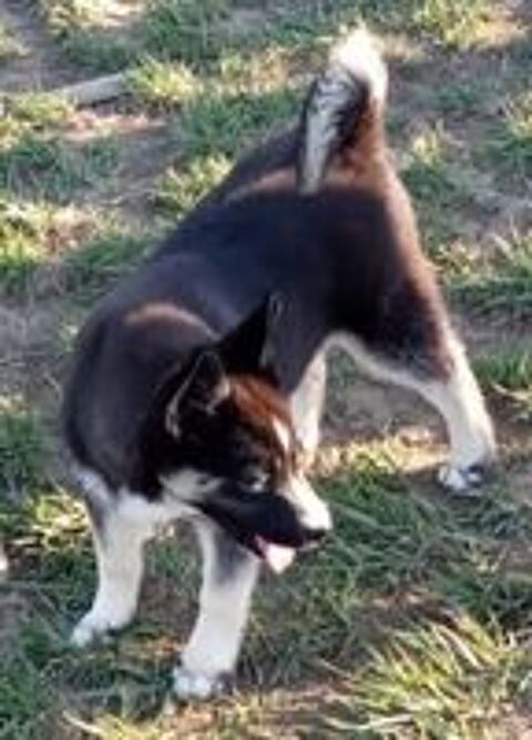    Bingo chiot pomsky F1 aux magnifiques yeux bleus  