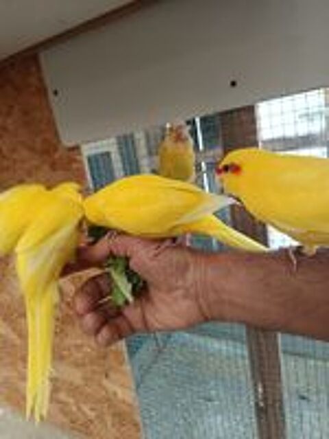   Kakariki  