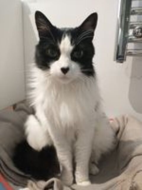   Chat UGOLIN � l adoption 