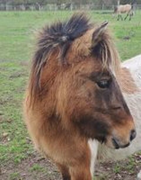   tr�s belle ponette shetland 3 ans 