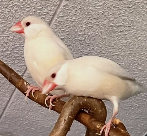 Femelles padda de java brun opale ? epp ? bagu&eacute;es 90 13003 Marseille