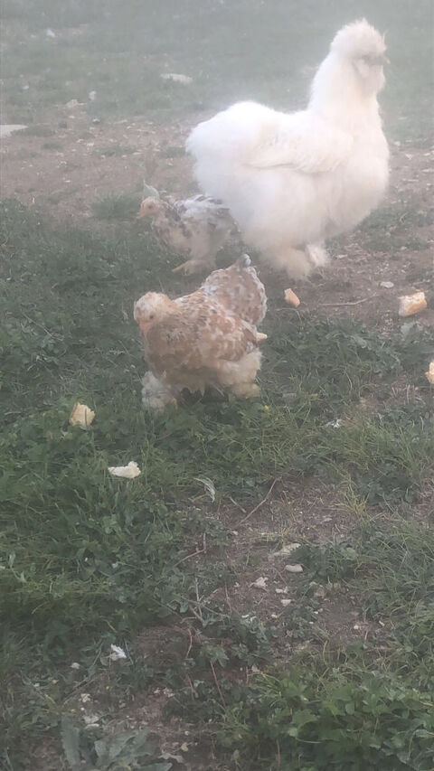 Poule pekin trio 20 89400 Migennes