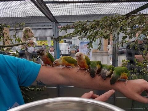 Conure de Molina apprivoise eam 2024 35136 Saint-jacques-de-la-lande