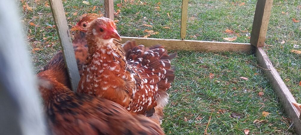   Divers races de poules et coqs d'ornements 