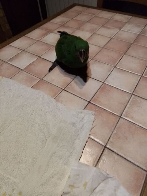 Eclectus 500 40110 Arengosse