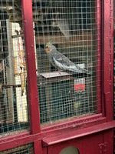   oiseaux caloptiste plusieurs mutation 
