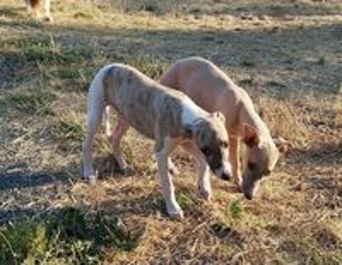    WHIPPETS  lof 