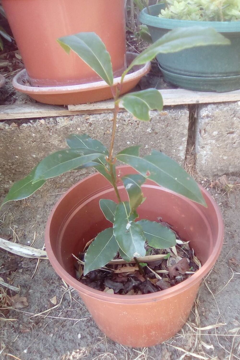 petit laurier sauce Jardin