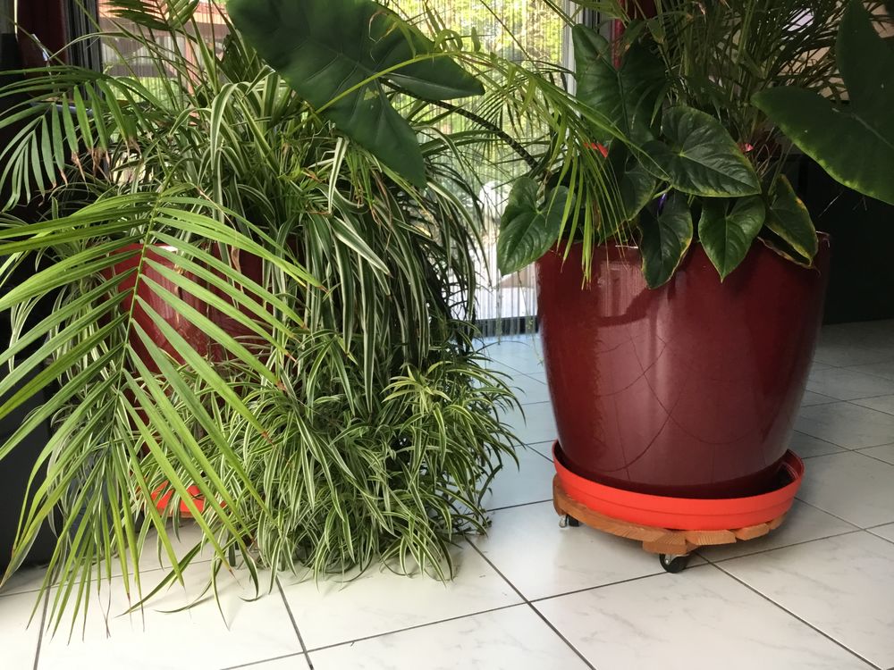 Plante verte avec pots XXL diam&egrave;tre 60cm hauteur 60cm hauteu Jardin