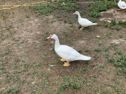 Canard barbarie 0 65500 Escaunets