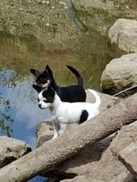   Chiot femelle chihuahua pure race 