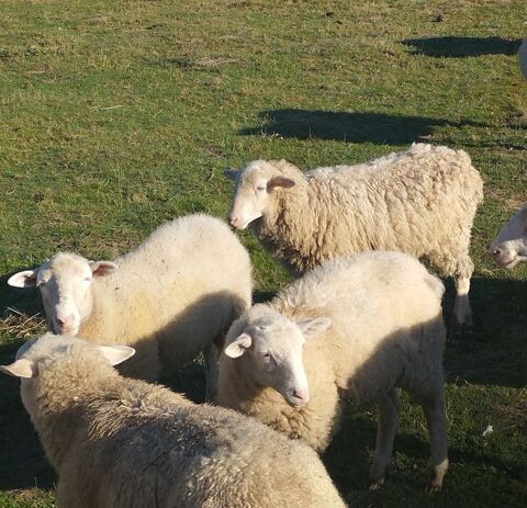 Moutons élevés en plein air 80 40180 Hinx