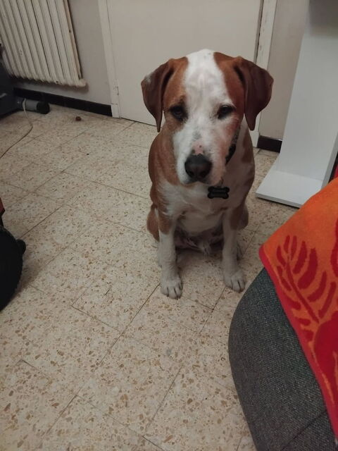 Donne chien rhodesian mélanger avec un griffon 
0 84200 Carpentras