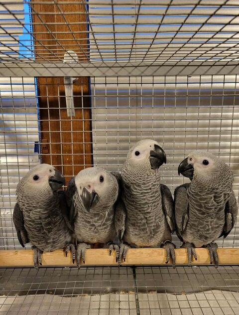 Gris du Gabon 3 mois &eacute;lev&eacute; main sex&eacute; adn test&eacute; maladies  1500 59300 Valenciennes