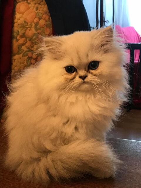 Magnifique chaton persan femelle LOOF. 1200 75013 Paris