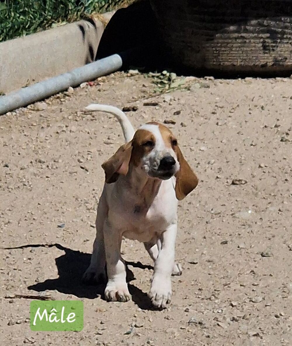   Chiot de chasse 