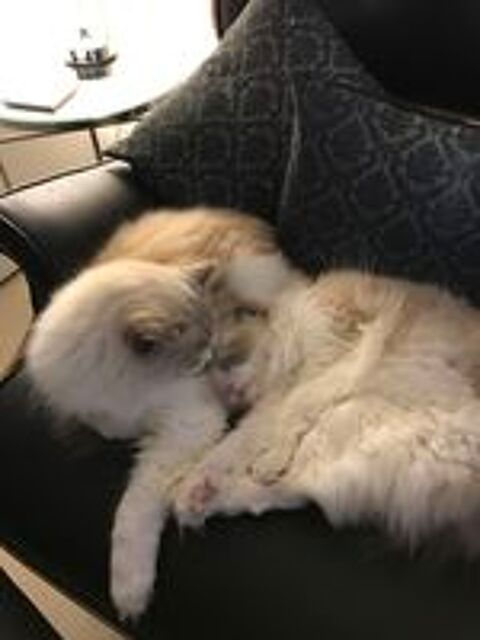   Couple de Ragdolls à replacer ensemble 