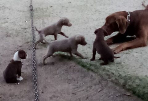 4 Chiots de souches Braque Croisés 0 40170 Lit-et-mixe