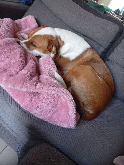 Chien de 9 mois 0 62310 Fruges