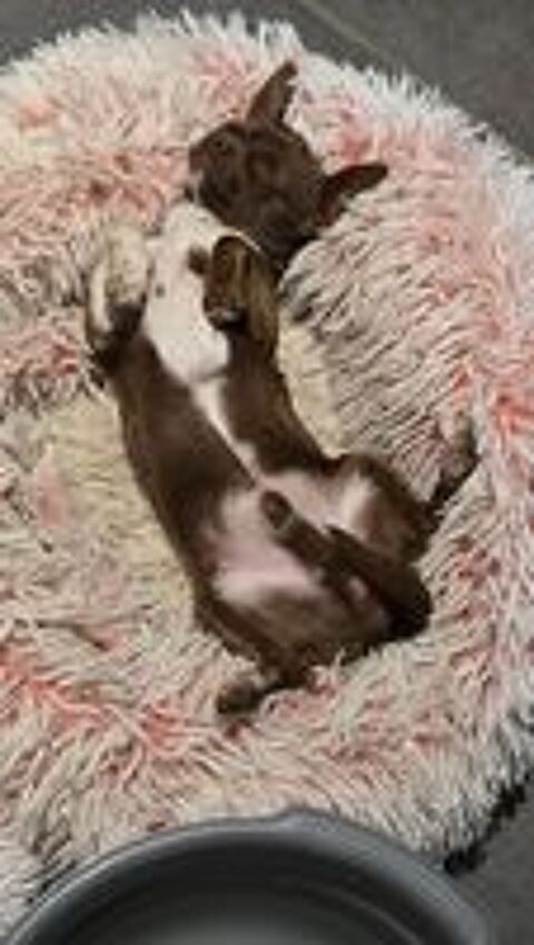   Saillie chihuahua toy pas 