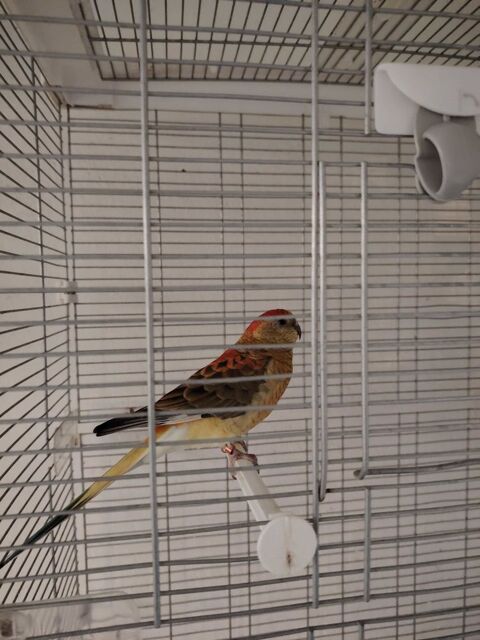 oiseaux+femelle+croupion 80 Boucau (64)