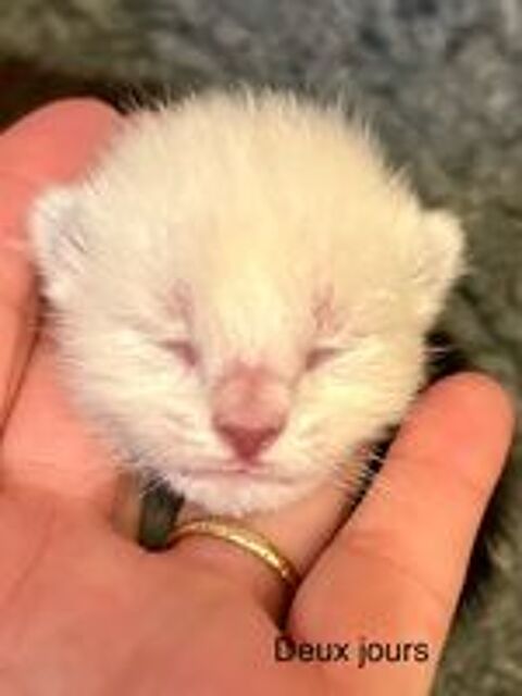   Chatons Siamois Thaï.
