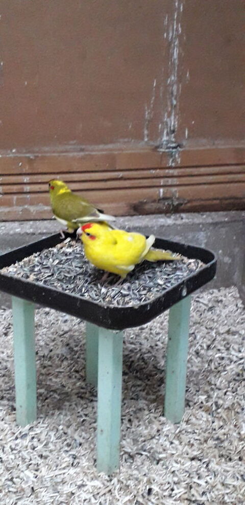 Kakariki oiseaux 54430 Heumont