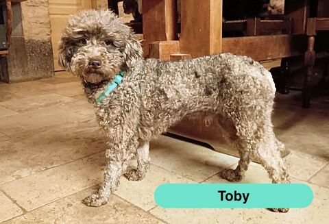 Toby, caniche &agrave; adopter 350 03360 Ainay-le-ch�teau