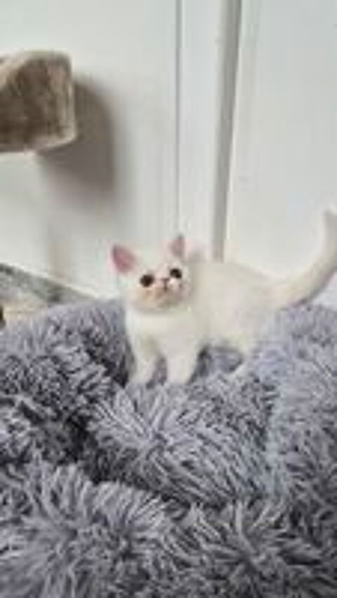   Chatons persan exotic shorhair  