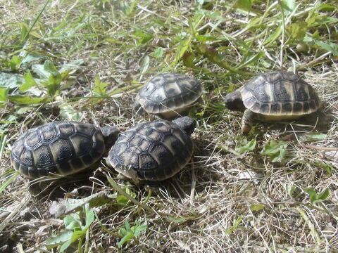 Bébé tortues 80 91600 Savigny-sur-orge