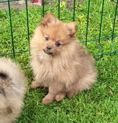   Chiots spitz allemands  