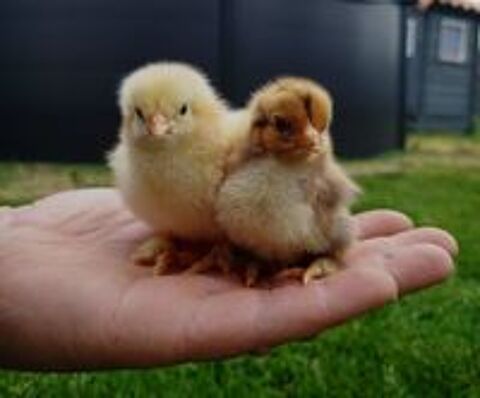   Poussins Brahma  