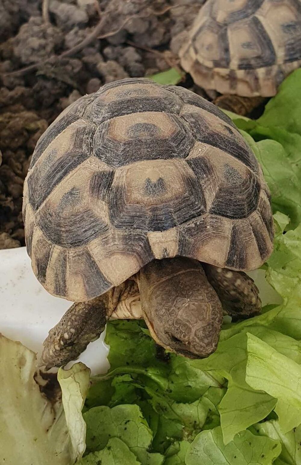 tortue de terre Greaca Jardin