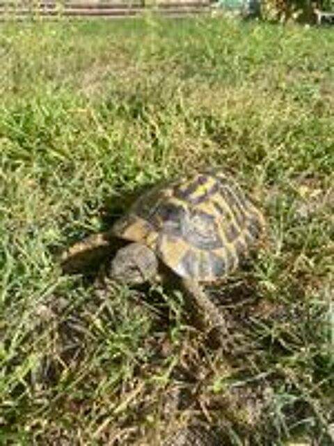   Tortue 8 ans  