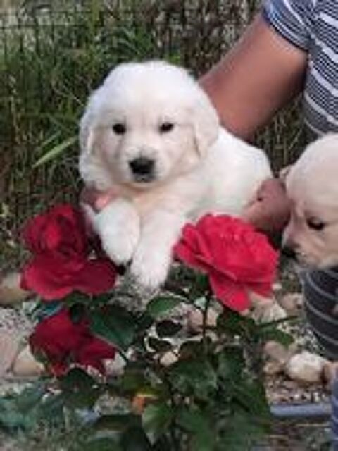   Magnifique Golden retriever pour la saillie 